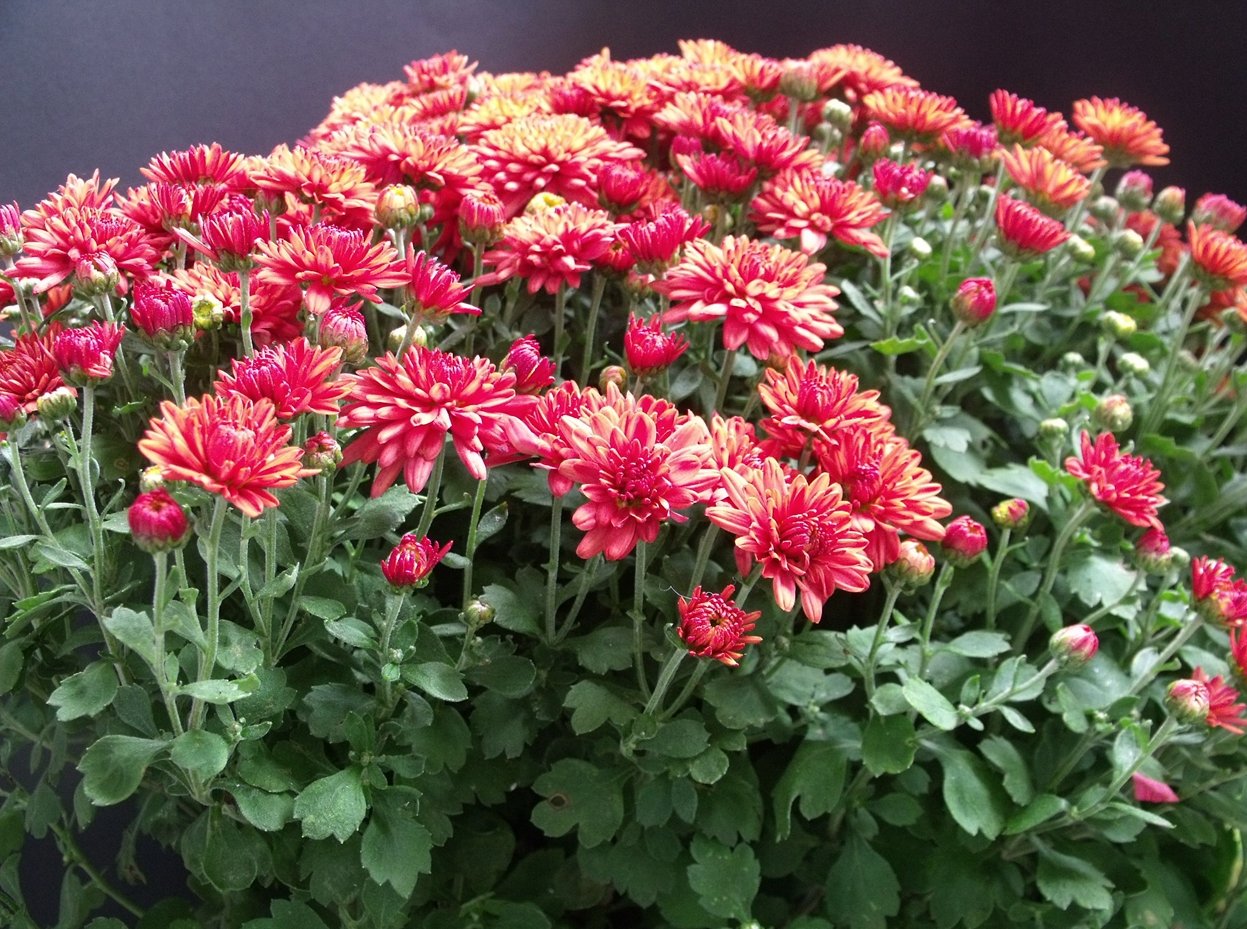 A krizantém avagy margitvirág (Chrysanthemum) a margarétafélékkel rokon, a fészkesek (Asteraceae, avagy Compositae) családjába tartozó, több mint kétszáz fajt számláló, ázsiai eredetû növénynemzetség. Neve görög eredetû, aranyvirágot jelent. Krizantémok az õsz utolsó virágai, de számos, korábban (akár májusban is) nyíló változatuk is ismert. Õsei Dél-Európától Dél-Ázsiáig éltek, illetve élnek, mert a vad fajok továbbra is sokfelé megtalálhatók. Legelõnyösebben a mediterrán éghajlati övben termeszthetõk. Rendkívül víz- és páraigényes, de sótûrõ növény. Gyökerei a talaj felsõ 20-30 cm-ét hálózzák be. A krizantémfajok között egynyáriak, évelõk és félcserjék egyaránt elõfordulnak. Mivel fagyérzékenyek, nálunk a félcserjék nem terjedtek el. A túlzott meleget sem kedveli; a 30 °C feletti hõmérséklet már károsíthatja. Az õszi fajták jellemzõen októberben virágoznak, de takarással ez novemberig kitolható. Ebbõl adódóan az õszi krizantémok ún. "rövidnappalos" növények, azaz virágzásukhoz napi 13-14 óra sötétre van szükség. Már az ókorban jelentõs kultusza volt; a nemesítõk szorgos munkájának eredményeként mára csak az õszi krizantémoknak több, mint 5000 változata ismert. Növekedés szerint megkülönböztetünk vágott virágnak alkalmas magas és cserepes termesztésre szánt, jól elágazó, alacsony fajtákat. A virágzat szerint létezik egyszerû, anemone és telt forma, ezeken belül pedig pompon, gömb, félgömb, sugár, ernyõ, japán, margaréta típusú és számos egyéb. Virága gyulladás- és vérnyomáscsökkentõ hatású, emellett emésztési problémákra is hatásos. Lázas állapot, meghûlés, fejfájás kezelésére a sárga virágokat tartják a leghatékonyabbaknak. A meleg idõjárás okozta kellemetlenségek ellen is használják; külsõleg alkalmazva pedig a szemgyulladás kezelésére.   A szirmok enyhén fanyar, pikánsan kesernyés ízükkel kiváló salátaízesítõk.  (Forrás: Wikipédia)