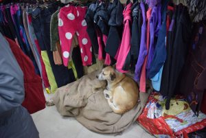 A belvárosi ruhaüzletben melegedő kóbor kutya