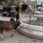 Egy szent tehén Shiva istenség szobra előtt tiszteleg a rishikeshi piacon