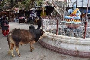 Egy szent tehén Shiva istenség szobra előtt tiszteleg a rishikeshi piacon